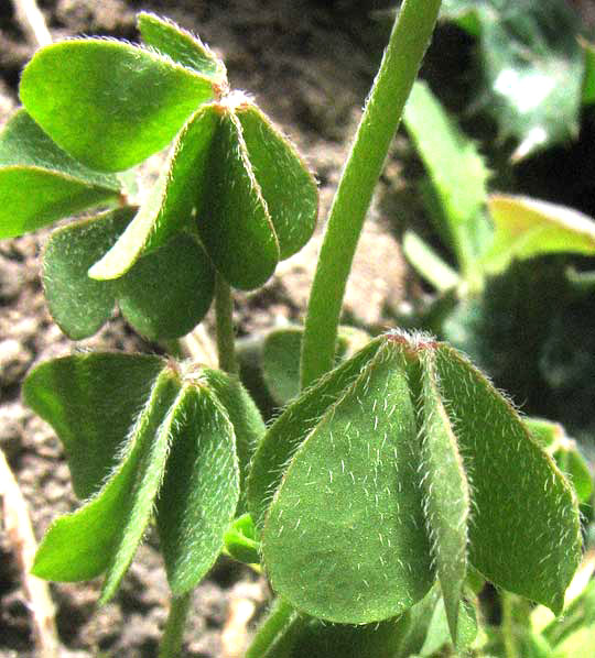 Creeping Woodsorrel, OXALIS CORNICULATA, leaves