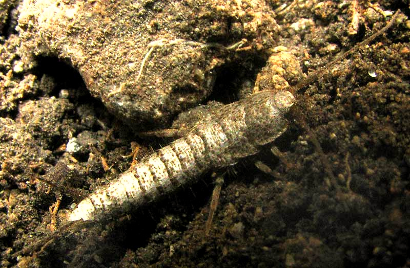 ALLACROTELSA SPINULATA, the Texas Pine Silverfish