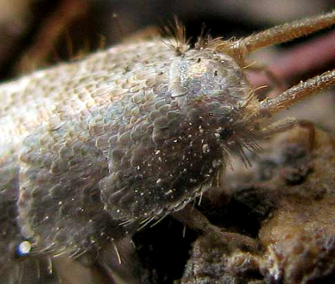 Texas Pine Silverfish, ALLACROTELSA SPINULATA, head area showing scales on body