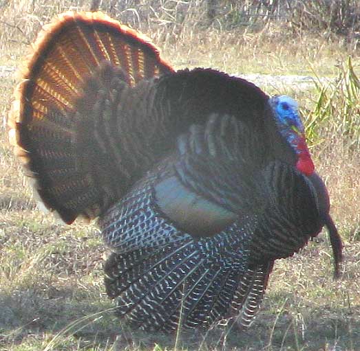 Wild Turkey, Meleagris gallopavo, strutting tom with side view showing beard