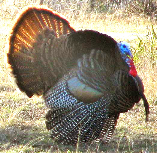 Wild Turkey, Meleagris gallopavo, strutting tom with side view showing beard