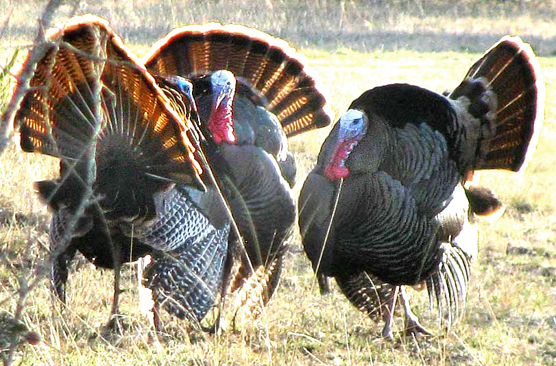 Wild Turkey, Meleagris gallopavo, strutting toms