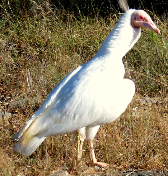 Albino Black Vulture, Coragyps atratus