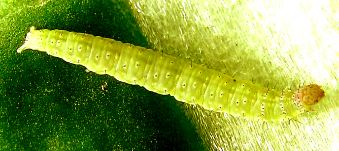 Diamondback Moth caterpillar, Plutella xylostella