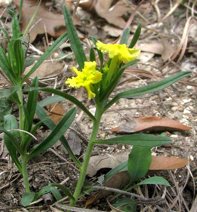 Narrowleaf Gromwell, LITHOSPERMUM INCISUM