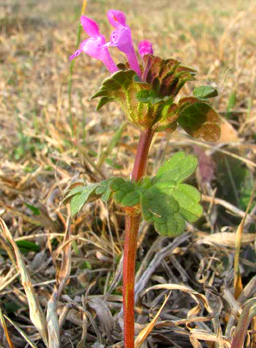 Henbit, LAMIUM AMPLEXICAULE