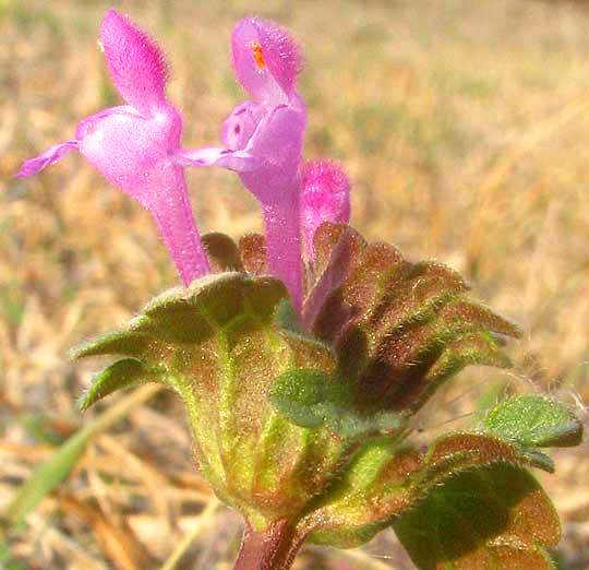 Henbit, LAMIUM AMPLEXICAULE, flower close-up