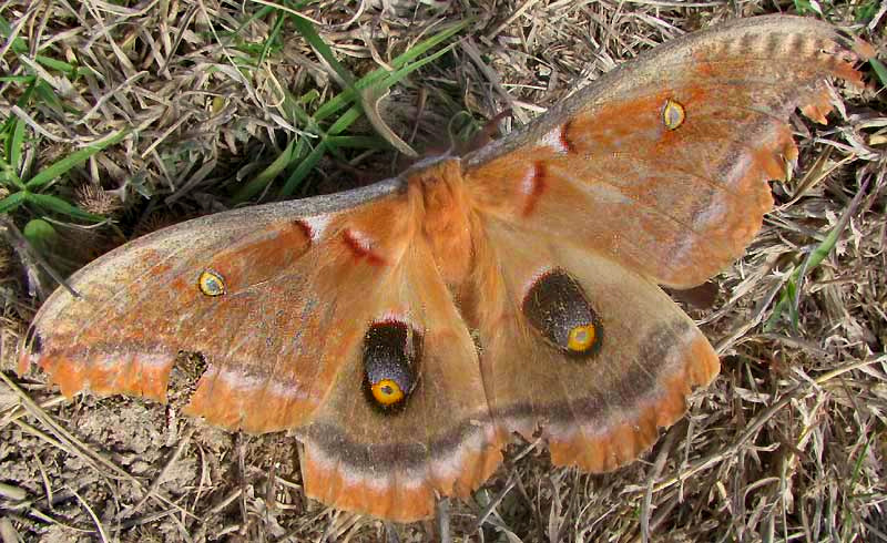 Polyphemus Moth, ANTHERAEA POLYPHEMUS, top view