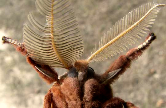 Polyphemus Moth, ANTHERAEA POLYPHEMUS, front of head showing large antennae of male and absence of mouthparts