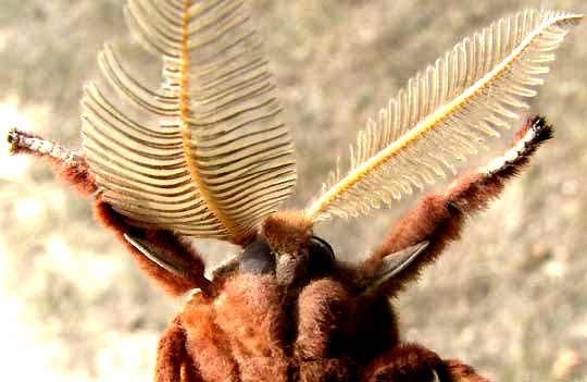 Polyphemus Moth, ANTHERAEA POLYPHEMUS, front of head showing large antennae of male and absence of mouthparts