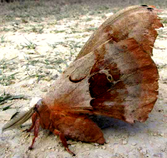 Polyphemus Moth, ANTHERAEA POLYPHEMUS, side view