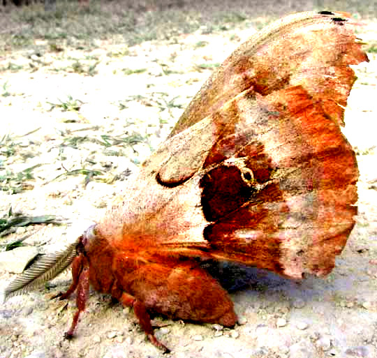 Polyphemus Moth, ANTHERAEA POLYPHEMUS, side view