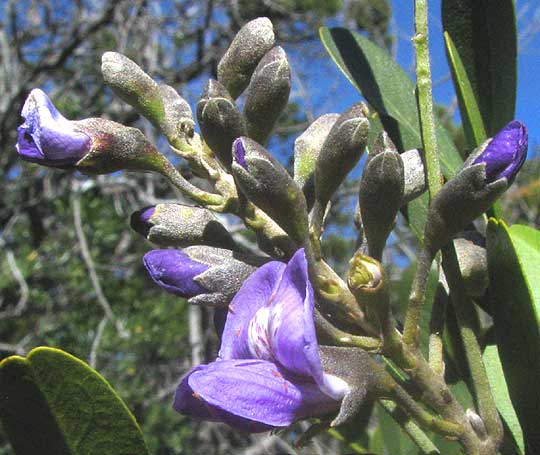 Mescalbean, SOPHORA SECUNDIFLORA, flower close-up