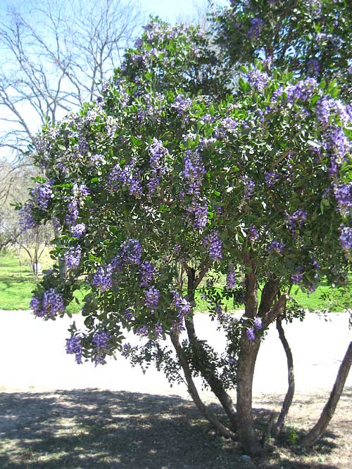 Mescalbean, SOPHORA SECUNDIFLORA, flowering tree, photo by Malle  Mäestu