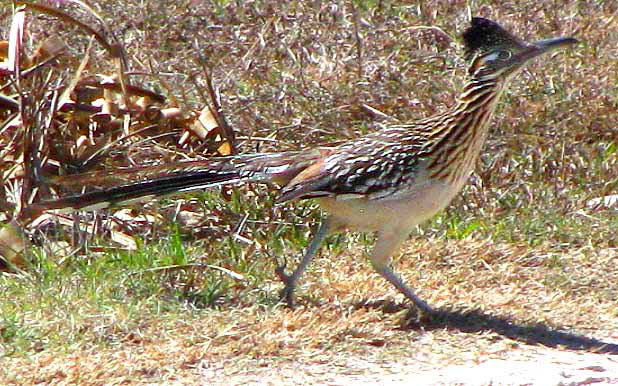 Greater Roadrunner, GEOCOCCYX CALIFORIANUS