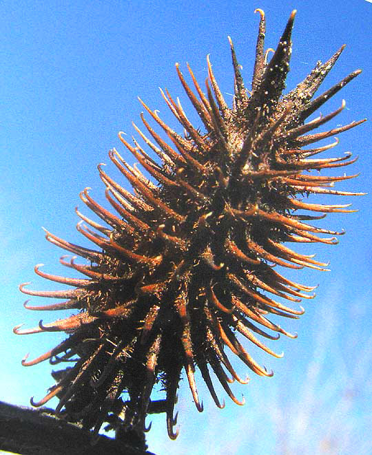 Common Cocklebur, XANTHIUM STRUMARIUM, bur showing spines with spiny bases