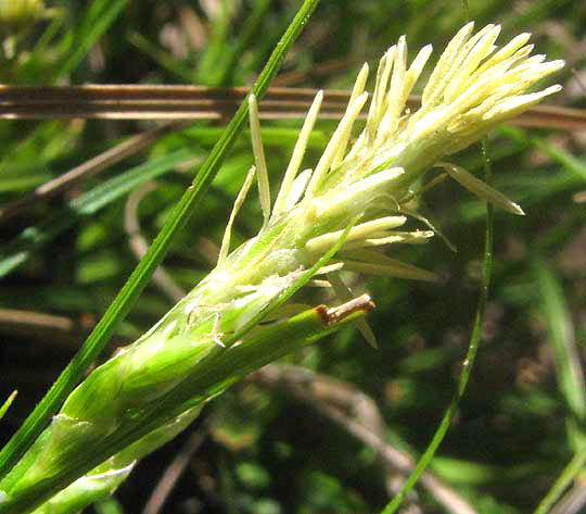 CAREX cf PLANOSTACHYS, male spike with anthers