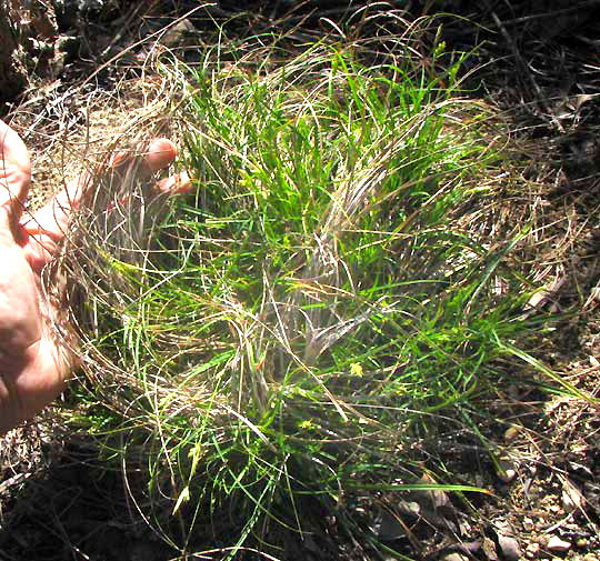 CAREX cf PLANOSTACHYS, plant tuft