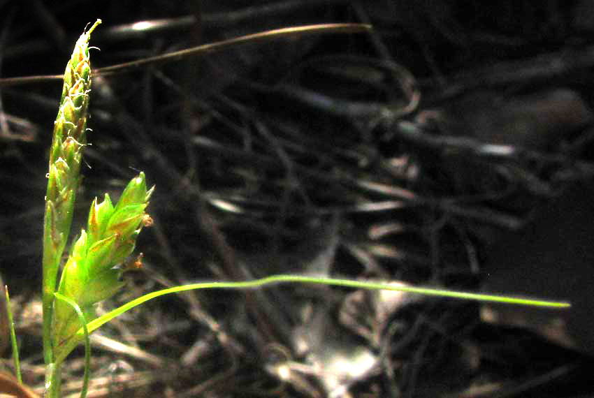 CAREX CF PLANOSTACHYS, flowering spikes