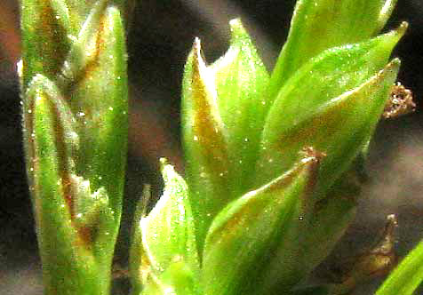 CAREX cf PLANOSTACHYS, flowers, showing perigynia with curved beak