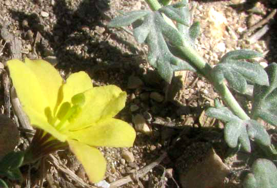 Low Menodora, MENODORA HETEROPHYLLA, flower & leaf