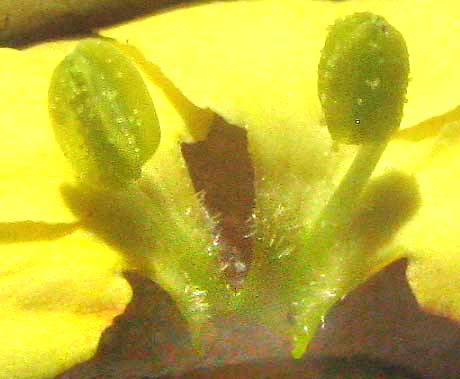 Low Menodora, MENODORA HETEROPHYLLA, showing two stamens attached to open corolla