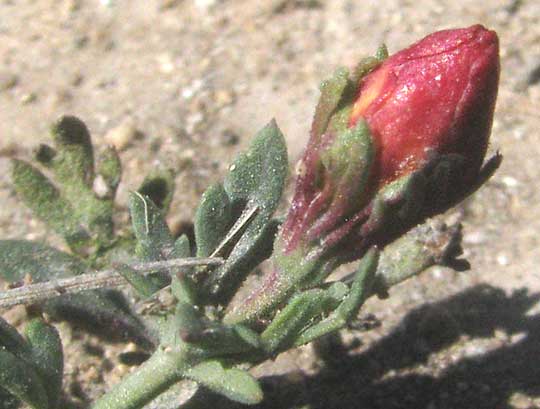 Low Menodora, MENODORA HETEROPHYLLA, red flower bud