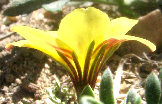 Low Menodora, MENODORA HETEROPHYLLA, showing red stripes on corolla undersurface