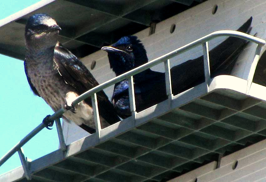 Purple Martin, Progne subis, male and female at box