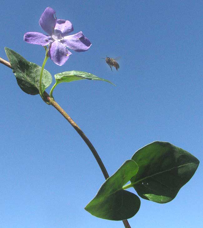 Bigleaf Periwinkle, VINCA MAJOR, flower and leaves