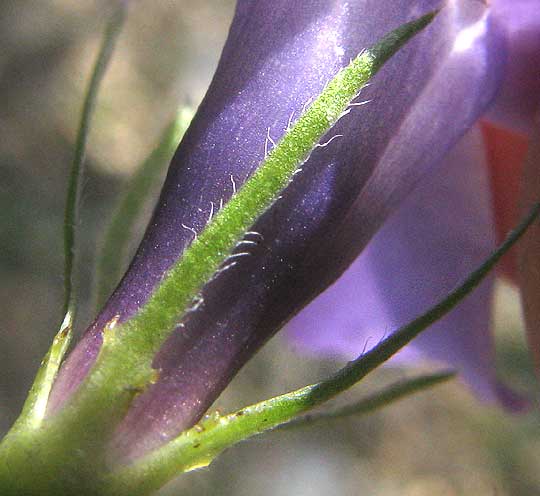 Bigleaf Periwinkle, VINCA MAJOR, hairy sepal margins