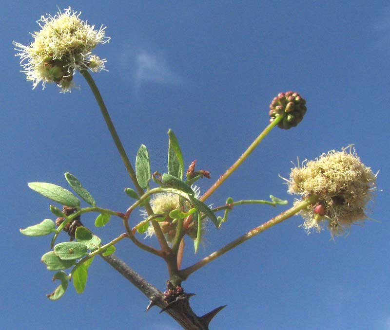 Catclaw, ACACIA ROEMERIANA, flower heads and expanding leaves