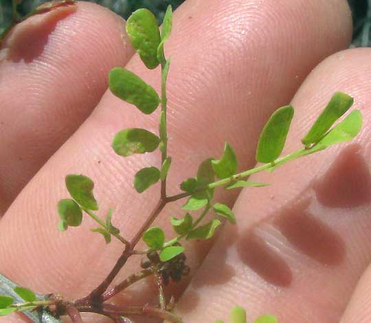 Catclaw, ACACIA ROEMERIANA