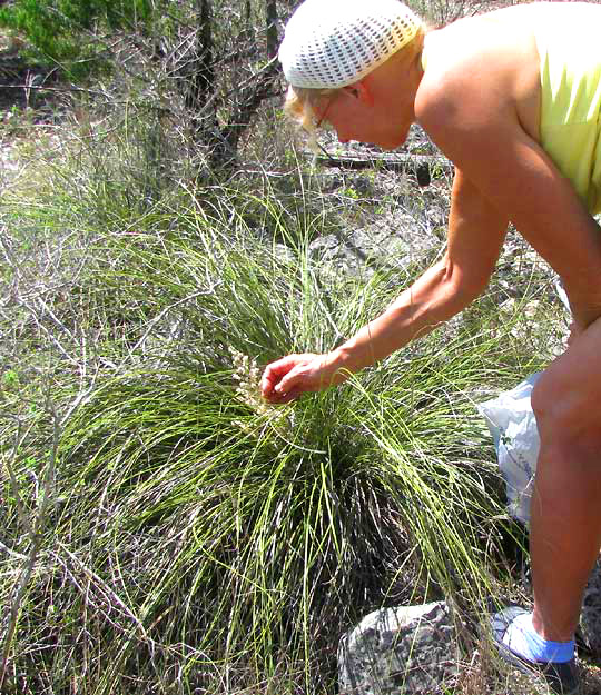 Sacahuista, NOLINA TEXANA