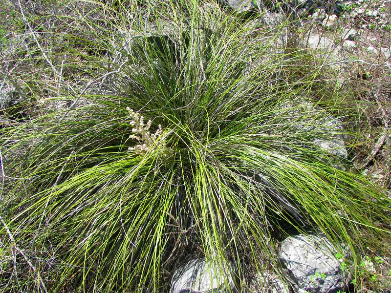 Sacahuista, NOLINA TEXANA, flowering