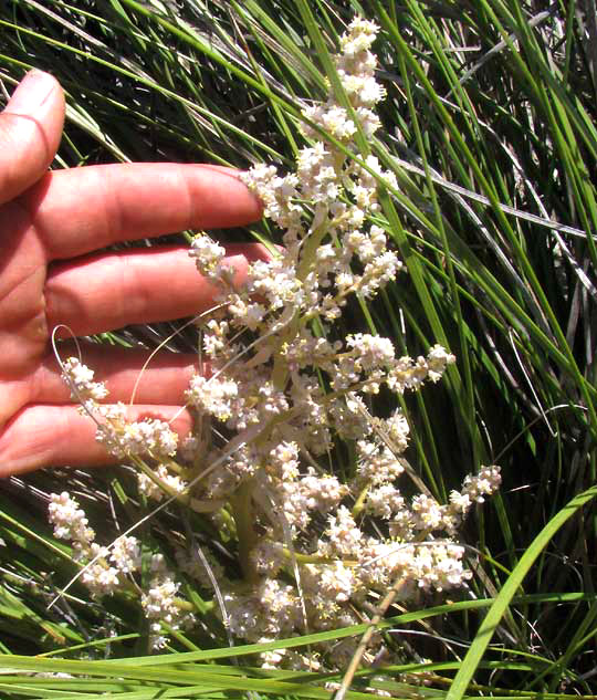 Sacahuista, NOLINA TEXANA, flowering panicle