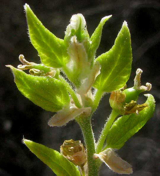 Netleaf Hackberry, CELTIS RETICULATA, shoot emerging from terminal bud with expanding leaves and flowers