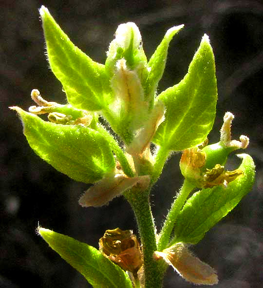 Netleaf Hackberry, CELTIS RETICULATA, shoot emerging from terminal bud with expanding leaves and flowers