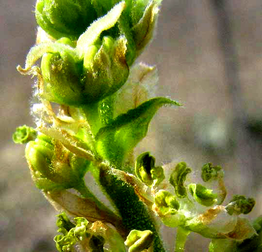 Netleaf Hackberry, CELTIS RETICULATA, flowering shoot showing both perfect flowers and unisexual male flowers