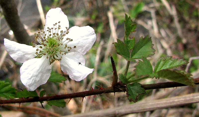 Southern Dewberry, RUBUS TRIVIALIS, flower
