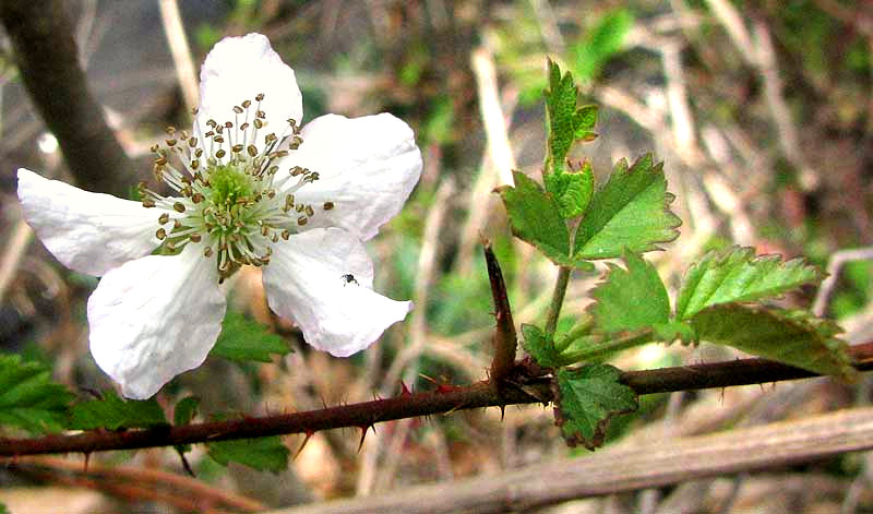 Southern Dewberry, RUBUS TRIVIALIS, flower