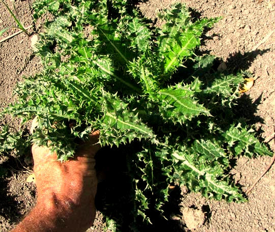 Prickly Sow Thistle perfect for eating