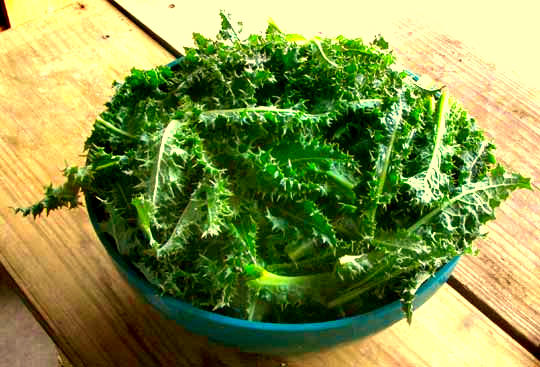 bowl of Prickly Sow Thistle ready to cook