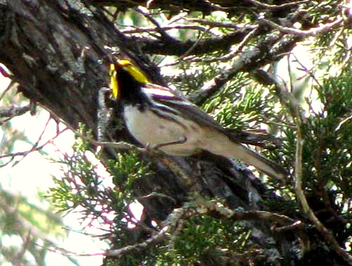 Golden-cheeked Warbler, DENDROICA CHRYSOPARIA