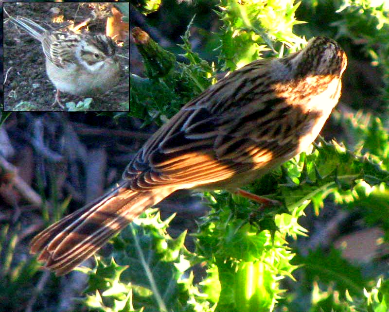 Clay-colored Sparrow, SPIZELLA PALLIDA