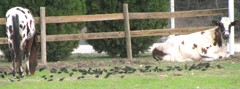 Brown-headed Cowbird, MOLOTHRUS ATER, flock with horse and cow