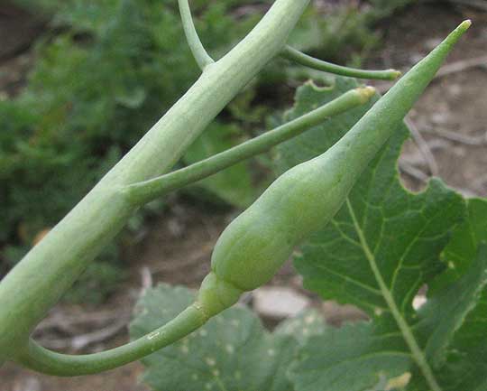 capsule of Japanese Radish, Raphanus sativus var. longipinnatus