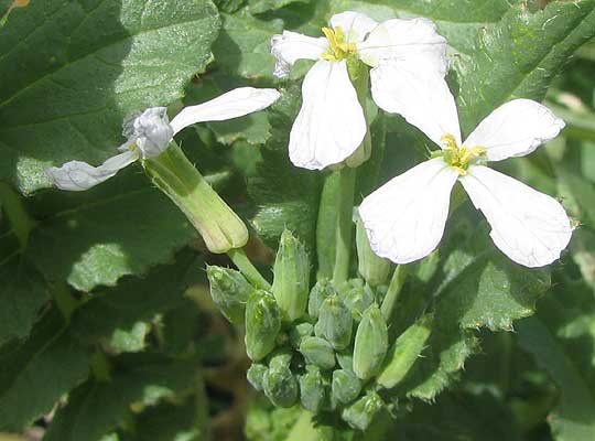 flowers of Japanese Radish, Raphanus sativus var. longipinnatus