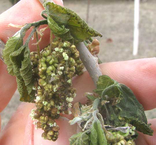 White Mulberry, MORUS ALBA, frost-damaged leaves and male flowers