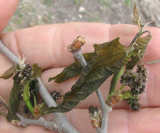 White Mulberry, MORUS ALBA, frost-damaged leaves and fruits